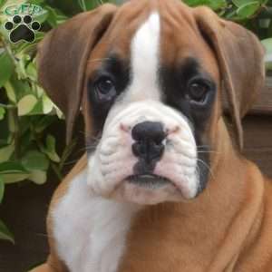 King, Boxer Puppy