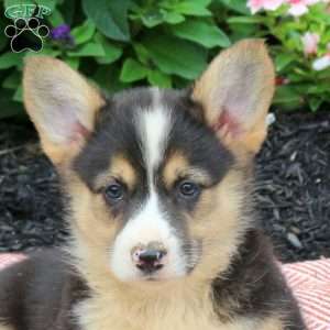 King, Pembroke Welsh Corgi Puppy