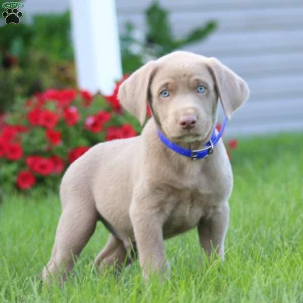 King, Silver Labrador Retriever Puppy