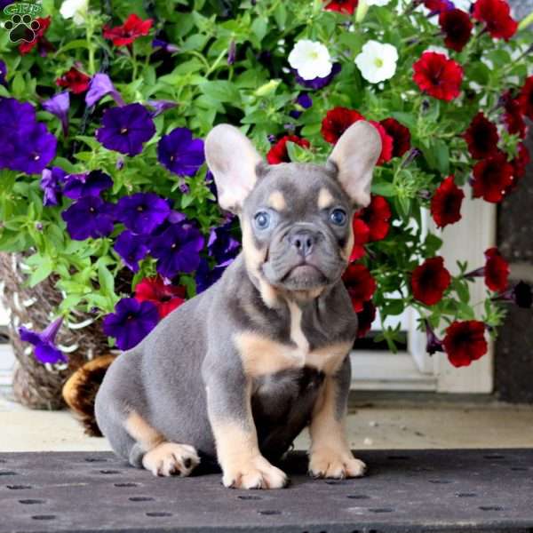 Kip, French Bulldog Puppy