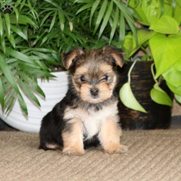 Kip, Yorkie Puppy