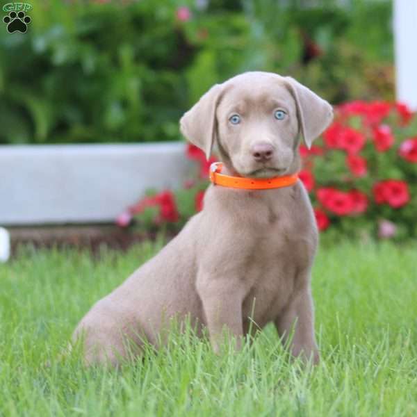 Kip, Silver Labrador Retriever Puppy
