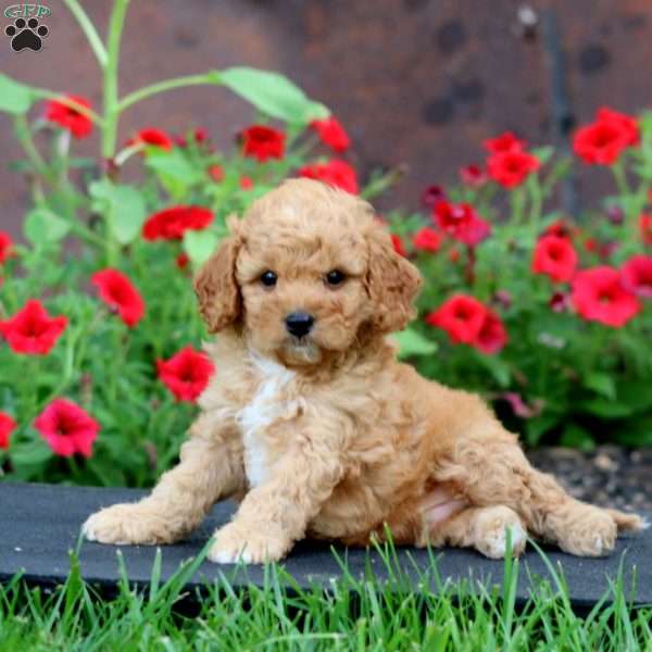 Kip, Cavapoo Puppy