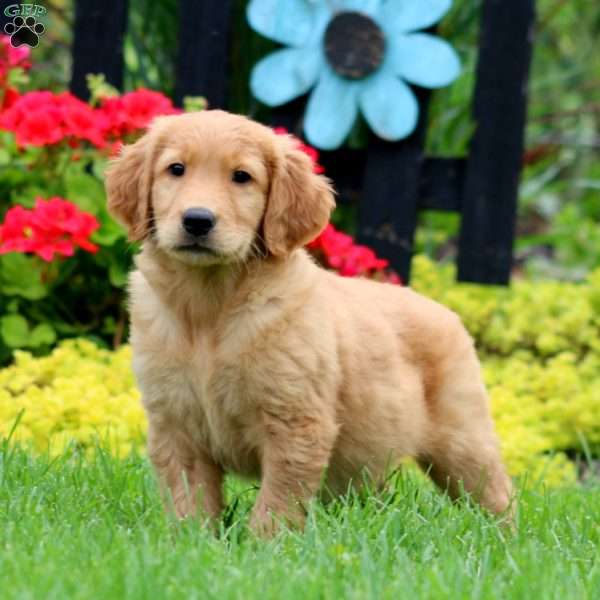 Kip, Golden Retriever Puppy