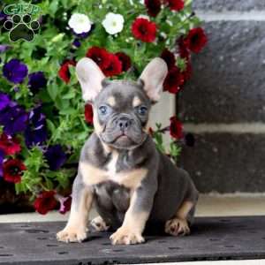 Kip, French Bulldog Puppy