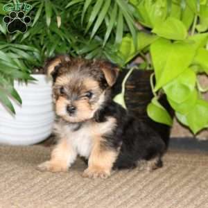 Kip, Yorkie Puppy