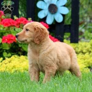 Kip, Golden Retriever Puppy