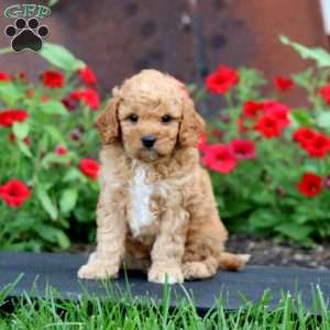 Kip, Cavapoo Puppy
