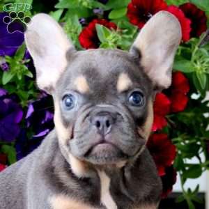 Kip, French Bulldog Puppy