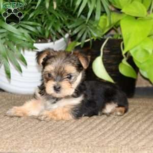 Kip, Yorkie Puppy
