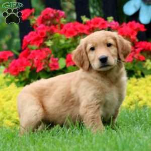 Kip, Golden Retriever Puppy