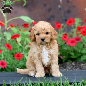 Kip, Cavapoo Puppy