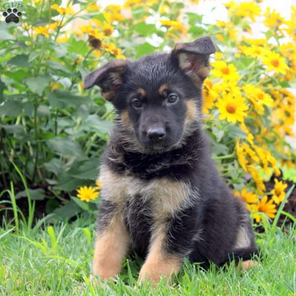 Kira, German Shepherd Puppy