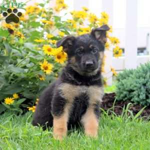 Kira, German Shepherd Puppy