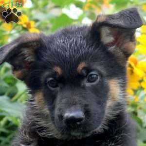 Kira, German Shepherd Puppy