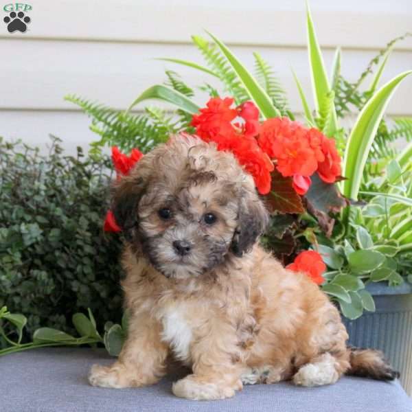 Kirk, Teddy Bear Puppy