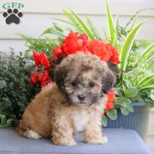 Kirk, Teddy Bear Puppy