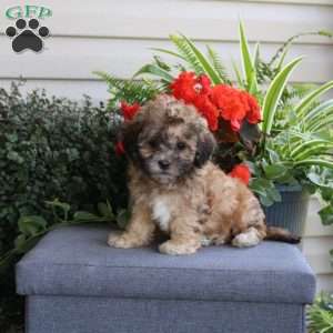Kirk, Teddy Bear Puppy