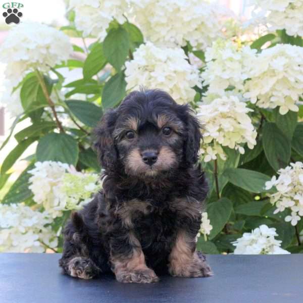 Kit Kat, Cavachon Puppy