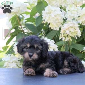 Kit Kat, Cavachon Puppy