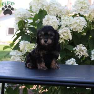 Kit Kat, Cavachon Puppy