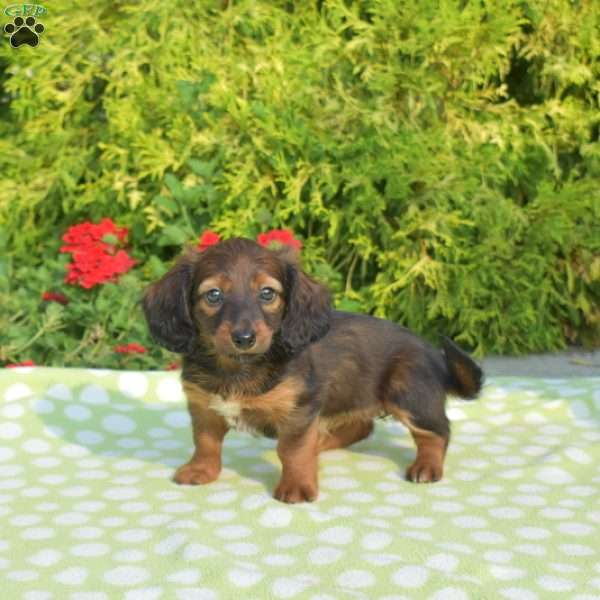 Kiwi – mini, Dachshund Puppy