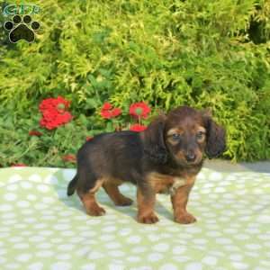 Kiwi – mini, Dachshund Puppy