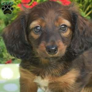 Kiwi – mini, Dachshund Puppy