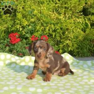 Klondike – mini, Dachshund Puppy