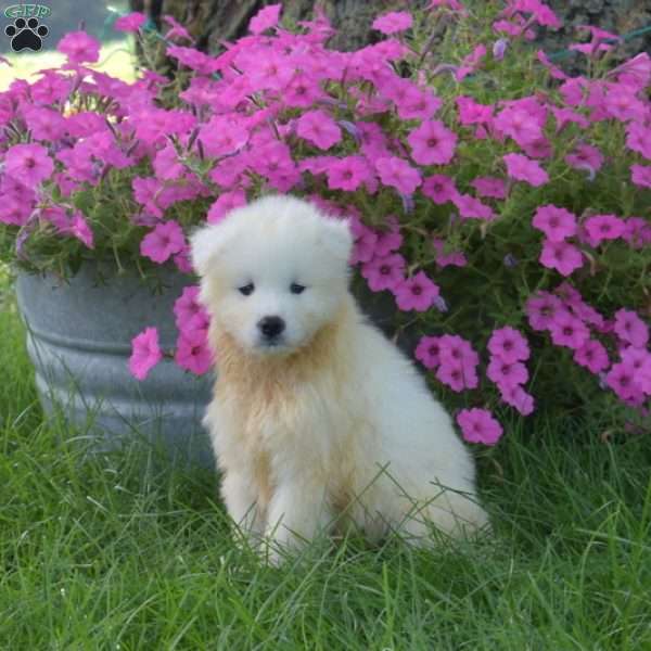 Klondike, Samoyed Puppy