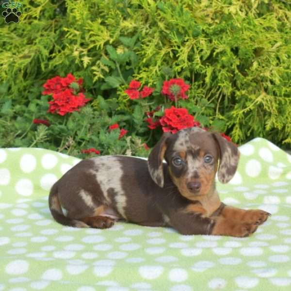 Klondike – mini, Dachshund Puppy