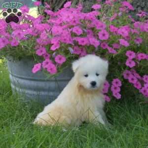 Klondike, Samoyed Puppy