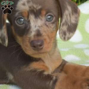 Klondike – mini, Dachshund Puppy