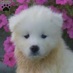 Klondike, Samoyed Puppy