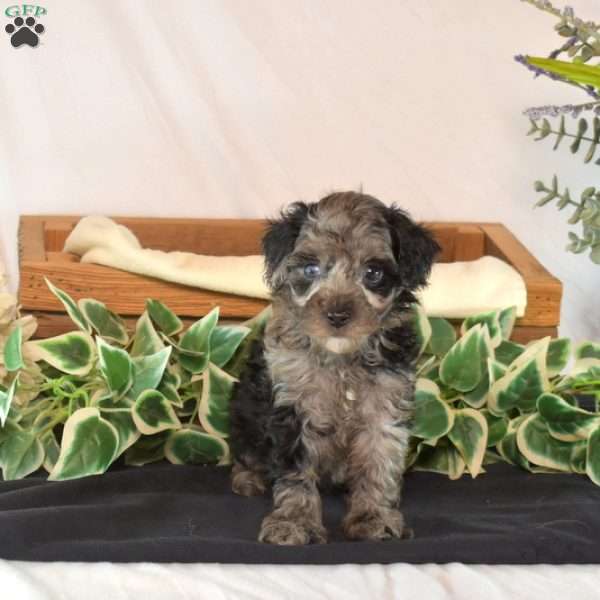 Knight, Toy Poodle Puppy