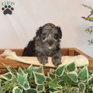 Knight, Toy Poodle Puppy