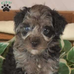 Knight, Toy Poodle Puppy