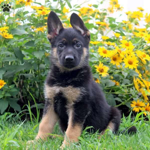 Knox, German Shepherd Puppy