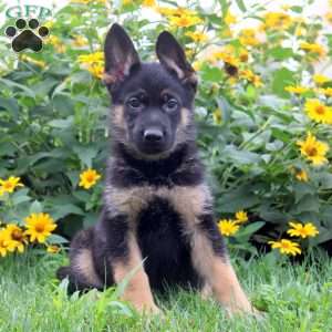 Knox, German Shepherd Puppy