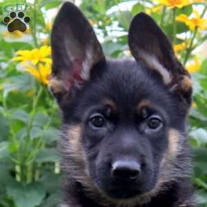 Knox, German Shepherd Puppy