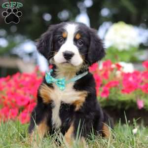 Koda, Bernese Mountain Dog Puppy
