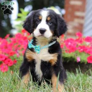 Koda, Bernese Mountain Dog Puppy