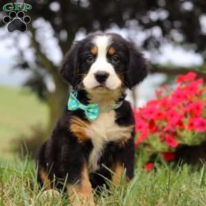 Koda, Bernese Mountain Dog Puppy
