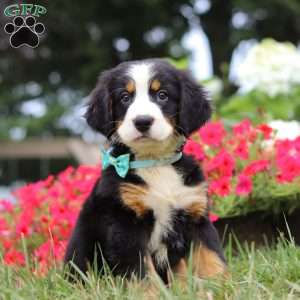 Koda, Bernese Mountain Dog Puppy