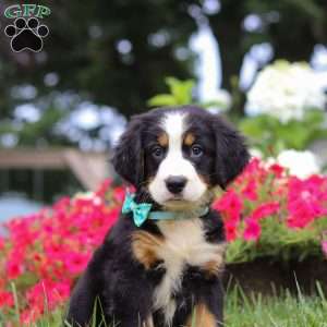 Koda, Bernese Mountain Dog Puppy