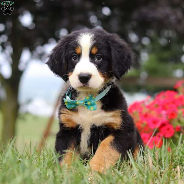 Koda, Bernese Mountain Dog Puppy