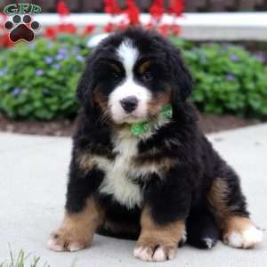 Kody, Bernese Mountain Dog Puppy