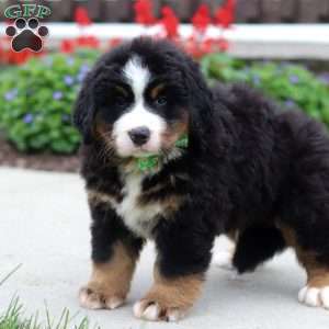 Kody, Bernese Mountain Dog Puppy