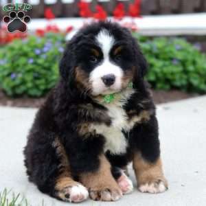 Kody, Bernese Mountain Dog Puppy