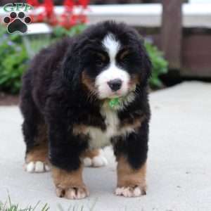 Kody, Bernese Mountain Dog Puppy